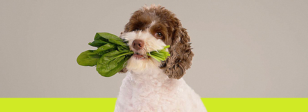  «Зеленая» диета для кошек и собак